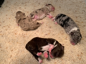Mega Coats! F1 Mini Schnoodles, Tri Colors, Available!